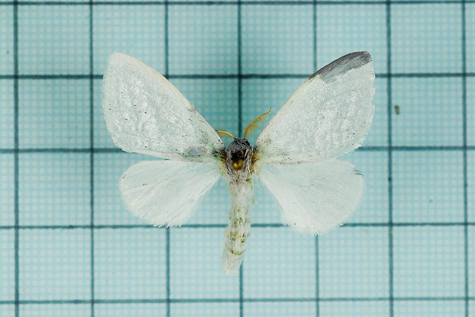 Fayl:Leucoma clara1.jpg