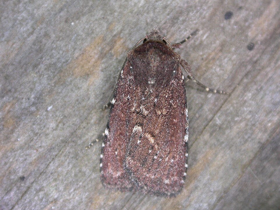 Fayl:Lycophotia erythrina.jpg