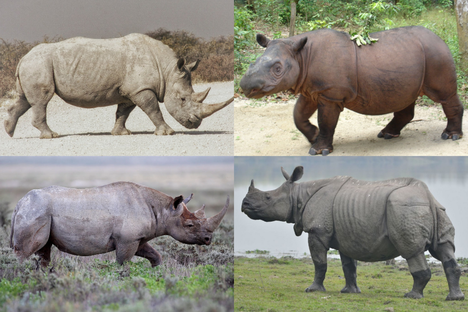Fayl:Rhino collage.png