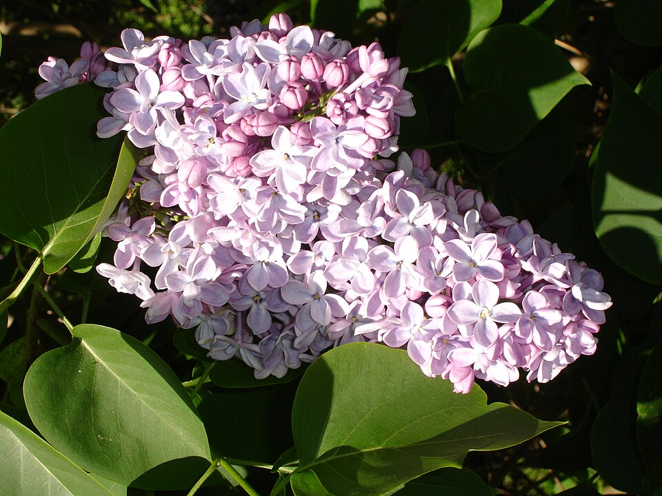 Fayl:SyringaVulgarisCorondel1a.UME.jpg