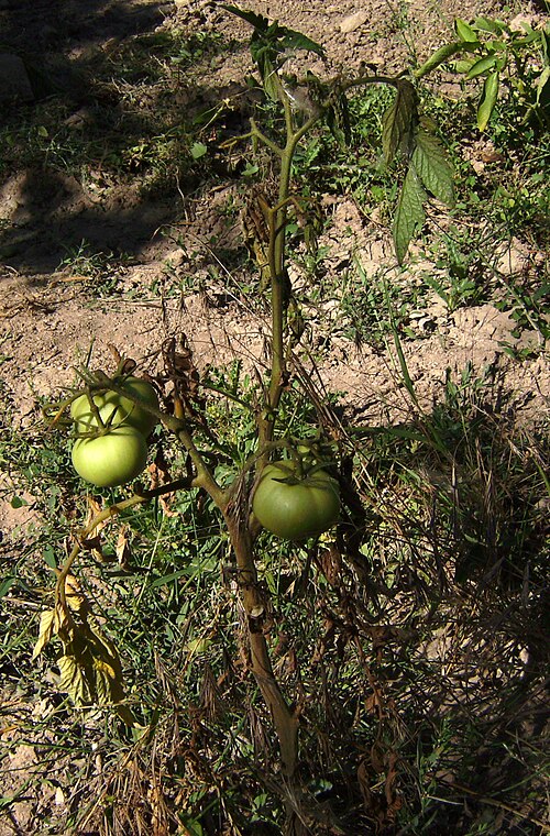 Fayl:Tomaquera amb Fusarium HV.JPG