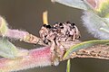Aades cultratus