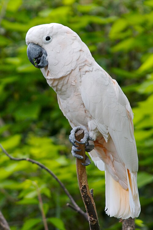 Fayl:Cacatua moluccensis -Cincinnati Zoo-8a.jpg