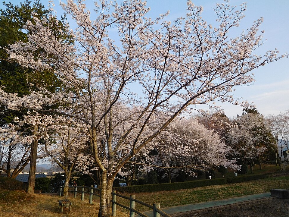 Fayl:Cherry Blossoms of Sakuragawa, Someiyoshino.jpg