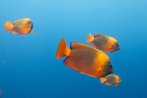 Clarion angelfish