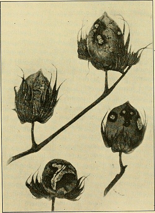Fayl:Colletotrichum gossypii.jpg