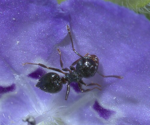 Crematogaster lineolata