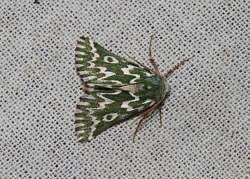 Drepanogynis bifasciata