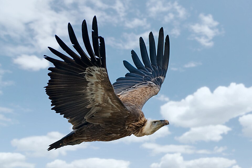 Fayl:Gyps fulvus in flight.jpg