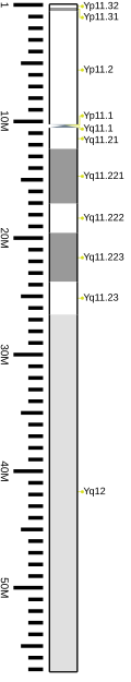 Fayl:Human chromosome Y ideogram vertical.svg