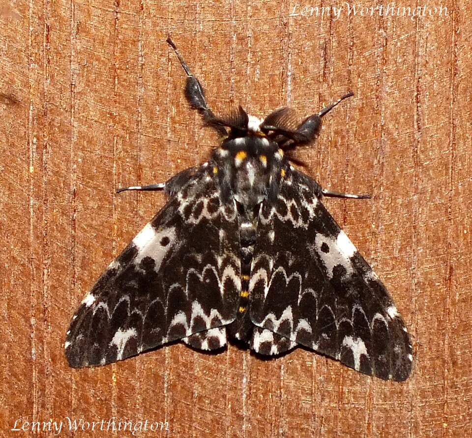 Fayl:Lymantria marginata (Walker, 1855) (23329250762).jpg