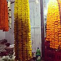 Marigold navlari hindlarning Maha Shivaratri festivalida xudoga qurbonlik qilinadi