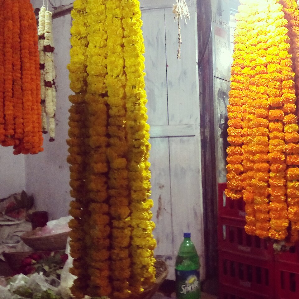 Fayl:Marigold at lingaraj temple.jpg