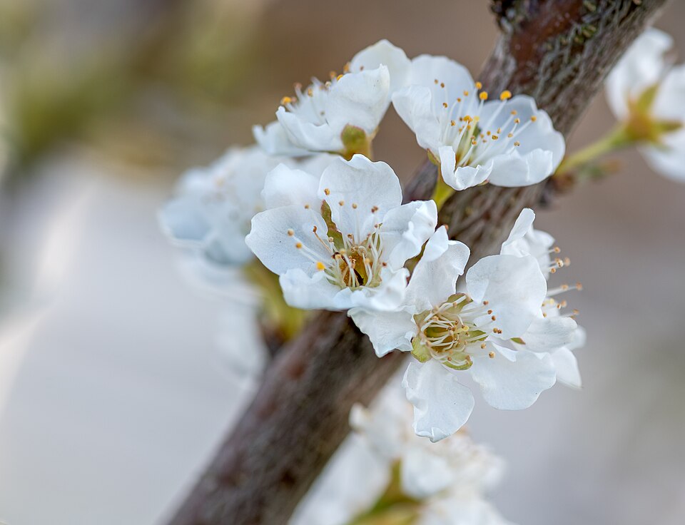 Fayl:Prunus salicina inflorescence (02).jpg
