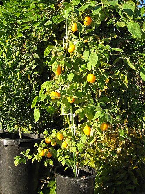 Fayl:Ripe-manzanos.jpg