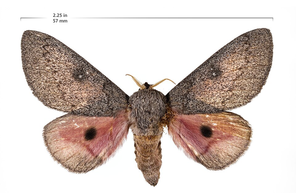 Fayl:Sphingicampa heiligbrodti with scale.jpg