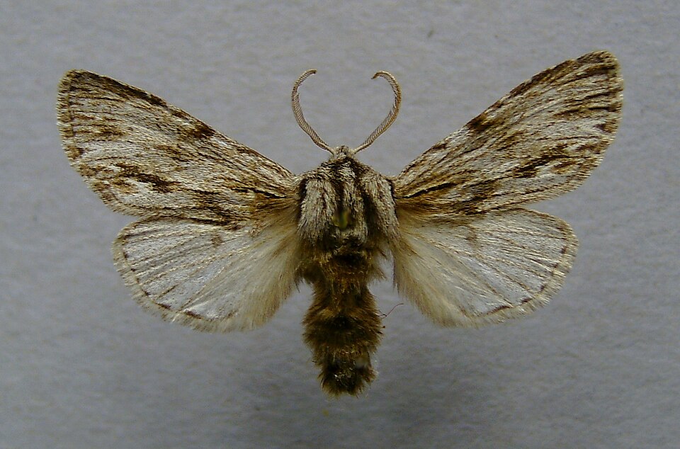 Fayl:Asteroscopus sphinx.male.jpg