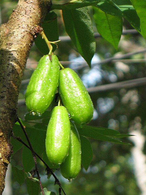Fayl:Averrhoa bilimbi fruit by Sugeesh.jpg
