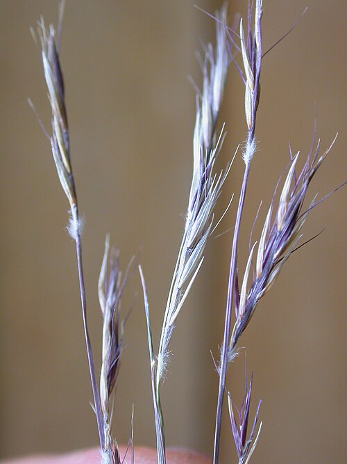 Fayl:Bouteloua eriopoda.jpg