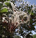Tog 'mahoganiyasi (Cercocarpus betuloides)