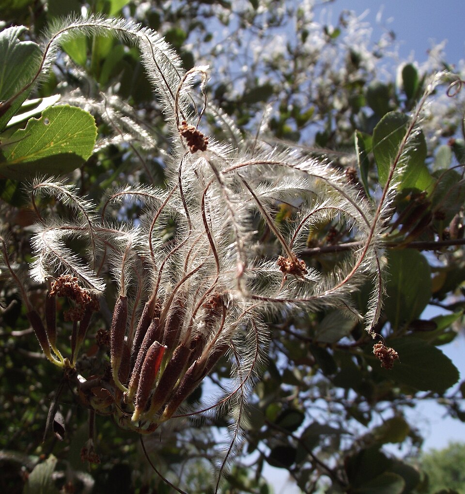 Fayl:Cercocarpus betuloides blancheae.JPG