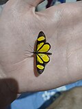 Cyllopoda nigrivena