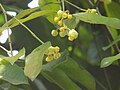 Mangostin qarindoshi Garcinia kola gullari (aka "achchiq kola")