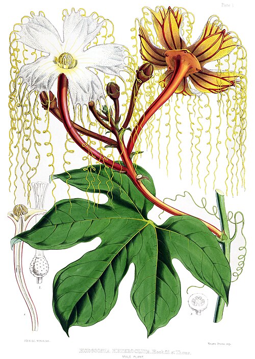 Fayl:Hodgsonia heteroclita male.jpg