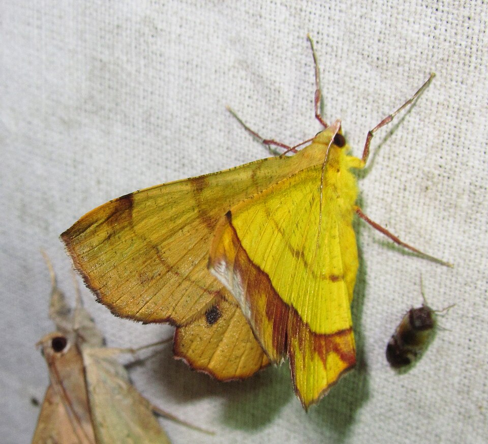 Fayl:Hyperythra lutea (7234297620).jpg