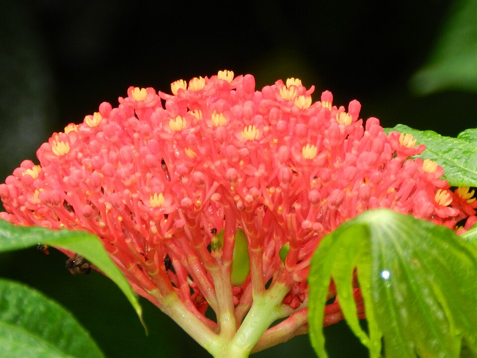 Fayl:Jatropha multifida 1.JPG