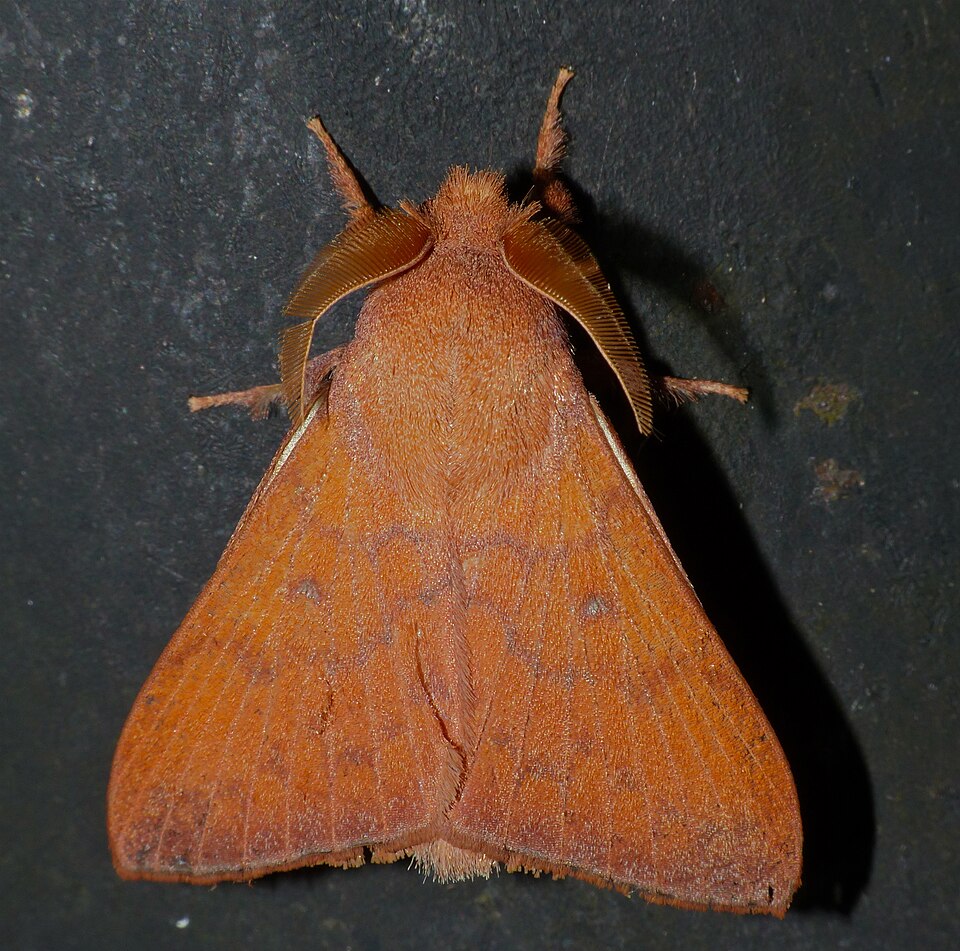 Fayl:Lappet Moth (Odonestis vita) (15867337451).jpg