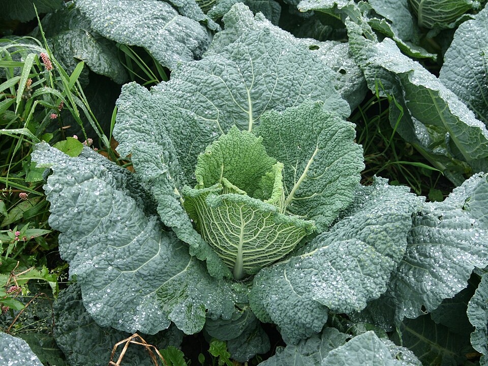 Fayl:Savoy Cabbage.jpg