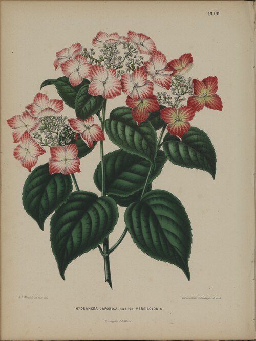 Fayl:Afbeelding-057-Hydrangea macrophylla.tif