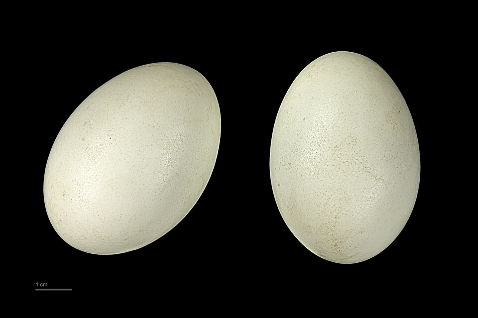 Fayl:Anas platyrhynchos MHNT.ZOO.2010.11.18.6.jpg