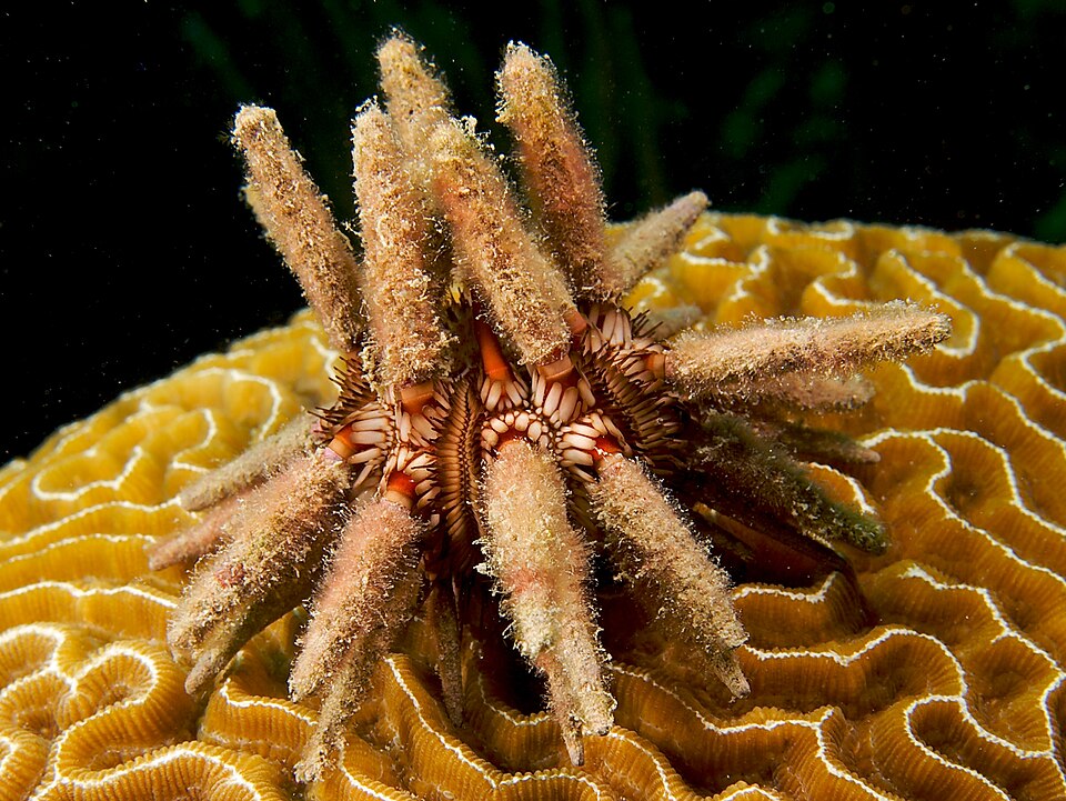 Fayl:Eucidaris tribuloides (Slate-pencil Urchin).jpg
