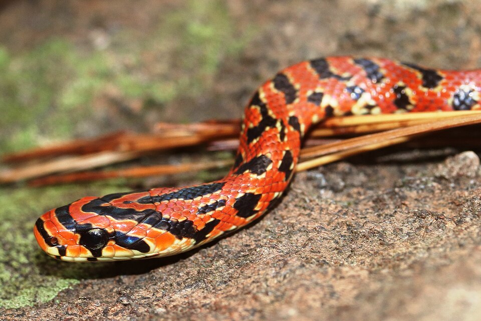 Fayl:Euprepiophis conspicillata (head).jpg