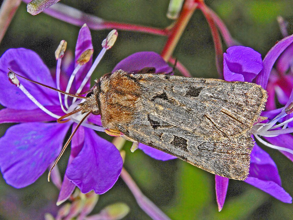 Fayl:Noctuidae-Chersotis rectangula.jpg
