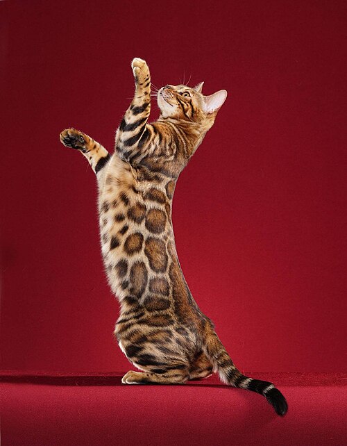 Fayl:Paintedcats Red Star standing.jpg