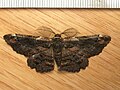 20:46, 2014-yil 5-iyul dagi versiya uchun tasvir