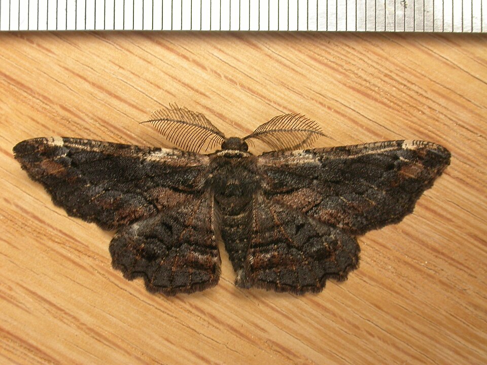 Fayl:Pholodes sinistraria (3166210484).jpg