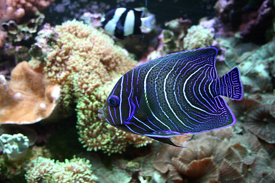 Fayl:Pomacanthus semicirculatus 1prg.jpg