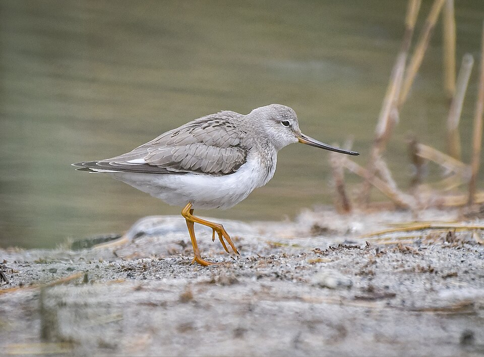 Fayl:Terek Sandpiper (Xenus cinereus) (53969645800).jpg
