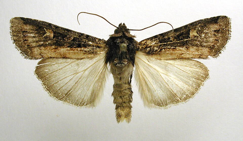 Fayl:Actebia fennica.jpg