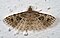 Alucitoidea