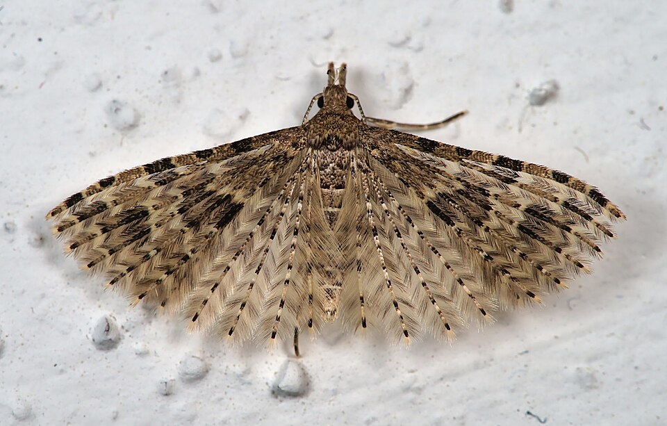 Fayl:Alucita hexadactyla 107876683.jpg