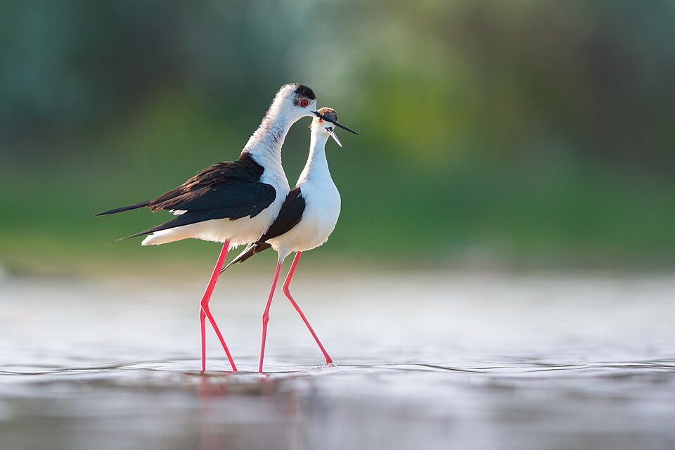 Fayl:Black-winged stilt courtship behaviour.jpg
