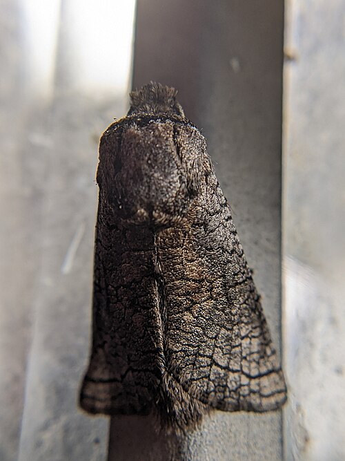 Fayl:Brachylia windhoekensis.jpg