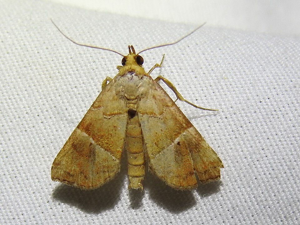 Fayl:Cecharismena jalapena.jpg