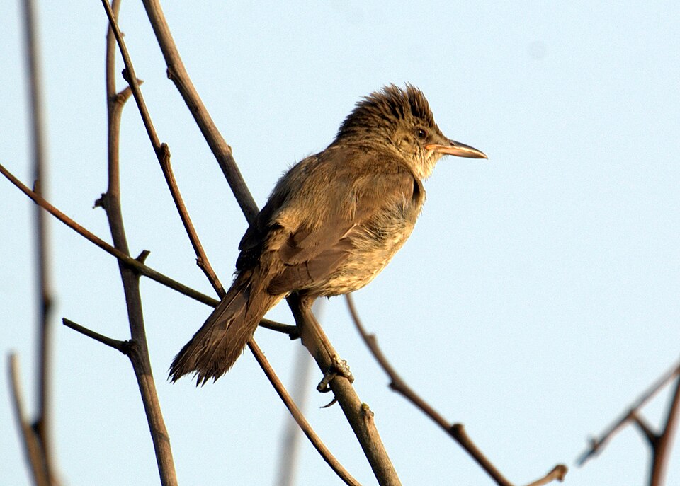 Fayl:Clamorous reed warbler1.jpg