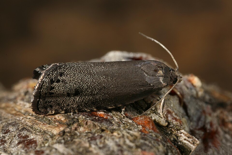 Fayl:Cydia milleniana adult.jpg